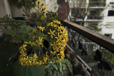 Çiçek. Şehir bahçesi. Aynı zamanda Velvet Groundsel olarak da bilinen Senecio Petasitis 'in yakından görünüşü balkonda yetişen sarı taç yapraklarından oluşan çiçekler..