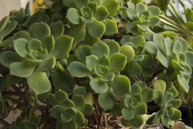 Doğal doku ve şablon. Sulu bitkiler. Aeonium haworthii 'nin yakın görüntüsü, fırıldak olarak da bilinir, güzel yeşil kolyeler ve yapraklar.. 