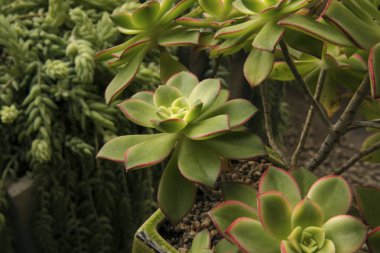 Lezzetli dekoratif bitkiler. Aeonium haworthii Kiwi 'nin bitki saksısında yetişen yakın görüntüsü. Pembe kenarlı güzel yeşil yapraklar..