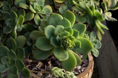 Egzotik bitki örtüsü. Sulu bitkiler. Aeonium haworthii 'nin yakın görüntüsü, fırıldak olarak da bilinir, güzel roset ve yeşil yapraklar, bir tencerede yetişir..