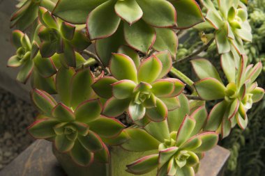 Şehir bahçesi. Sulu bitkiler. Aeonium haworthii Kiwi 'nin yakın görüntüsü, bir tencerede büyüyen pembe kenarlı güzel yeşil yapraklar.. 