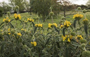 Bahçıvanlık ve peyzaj. Kudüs adaçayı olarak da bilinen Phlomis fruticosa bitkisinin yakından görünüşü, güzel yeşil yapraklar ve bahçede açan sarı yapraklar.. 