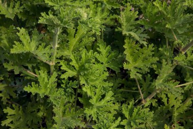 Güzel kokulu bitki. Doğal doku ve şablon. Pelargonium Citronella 'nın yakın görüntüsü, Kokulu Sardunya olarak da bilinir, Bahçede yetişen yeşil yapraklar,. 
