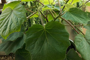 Tropik bitki örtüsü. Senecio Petasitis 'in yakın görüntüsü, aynı zamanda Velvet Groundsel olarak da bilinir, güzel yeşil yapraklar ve doku.