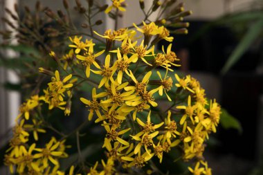 Çiçek. Senecio Petasitis 'in yakından görünüşü, aynı zamanda Velvet Groundsel olarak da bilinir, sarı yapraklardan oluşan kış çiçekleri..