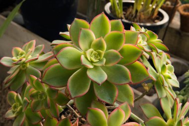 Sulu bitkiler. Aeonium haworthii Kiwi 'nin yakın görüntüsü, pembe kenarlı yeşil yapraklardan oluşan güzel bir roset..