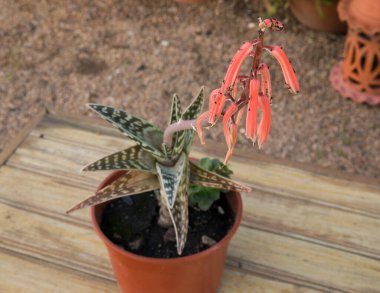 Egzotik kaktüs. Aloe variegata, ayrıca Tiger Aloe olarak da bilinir, nadir kırmızı çiçek açan, uzun süredir satıcı ve rosette, bahçede bir saksıda yetişiyor..
