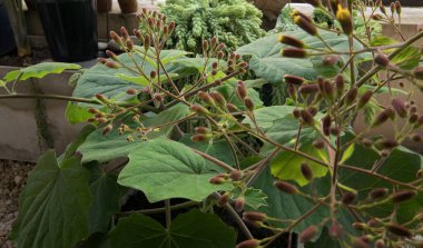 Flora. Kışın açan çalılar. Senecio petasitis üzerine seçici bir odak noktası. Ayrıca Velvet Groundsel olarak da bilinir. Yeşil yapraklar, çiçek tomurcukları, seyyar amcalar ve saplar..