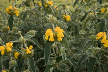 Bahçıvanlık ve peyzaj. Kudüs adaçayı olarak da bilinen Phlomis fruticosa bitkisinin yakından görünüşü, güzel yeşil yapraklar ve bahçede açan sarı yapraklar.. 