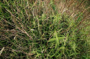 Bahçıvanlık. Euphorbia ceratocarpa 'nın yakın görüntüsü, aynı zamanda Boynuzlu Spurge olarak da bilinir, güzel yeşil yapraklar, bahçede yetişiyor.. 