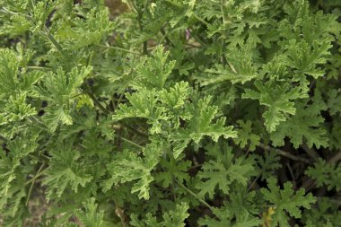 Güzel kokulu bitki. Doğal doku ve şablon. Pelargonium Citronella 'nın yakın görüntüsü, Kokulu Sardunya olarak da bilinir, Bahçede yetişen yeşil yapraklar,. 