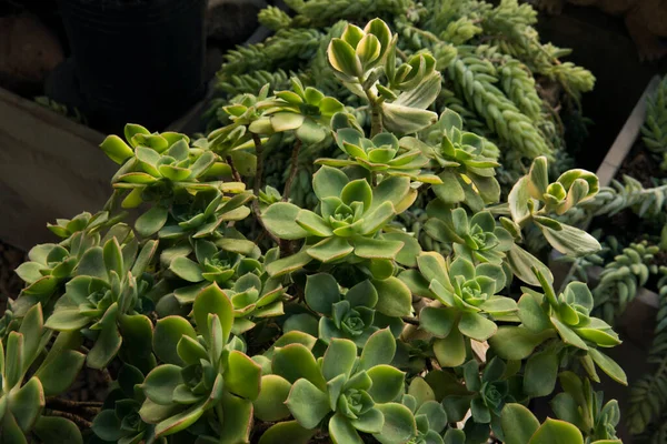 Naturlig Textur Och Mönster Suckulenta Växter Närbild Aeonium Haworthii Även — Stockfoto
