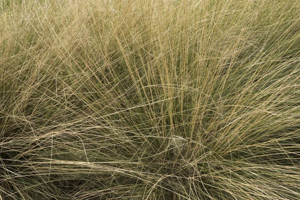 観賞用の草だ Muhlenbergia Capillarisの近くの景色 ヘアドンMuhlyとして知られています 庭で成長 — ストック写真