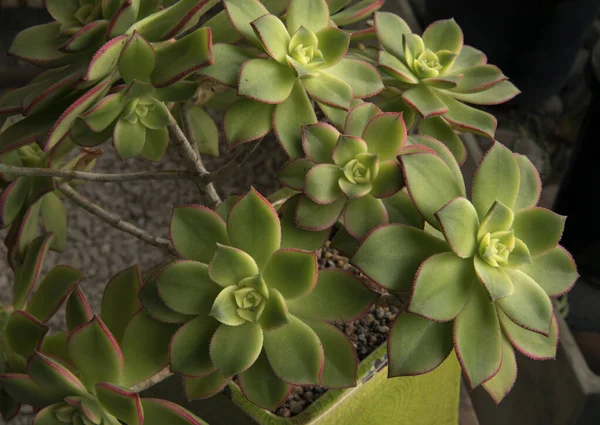 Egzotik Bitki Örtüsü Süslü Sulu Aeonium Haworthii Kiwi Şehir Bahçesindeki — Stok fotoğraf