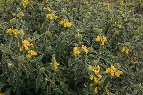 Jardinería Paisajismo Phlomis Fruticosa Planta También Conocida Como Salvia Jerusalén — Foto de Stock