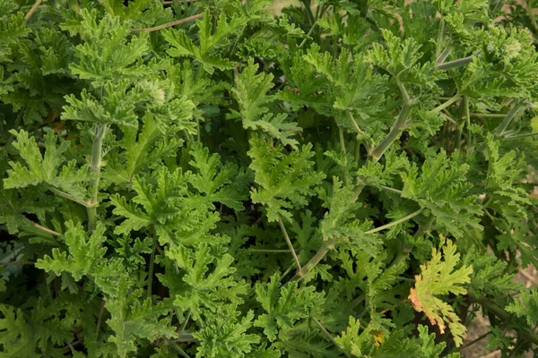 Pachnąca Flora Naturalna Faktura Wzór Widok Bliska Pelargonium Citronella Znany — Zdjęcie stockowe