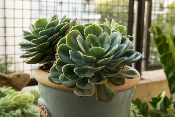 Flora Planta Suculenta Primer Plano Una Echeveria Imbricata También Conocida — Foto de Stock