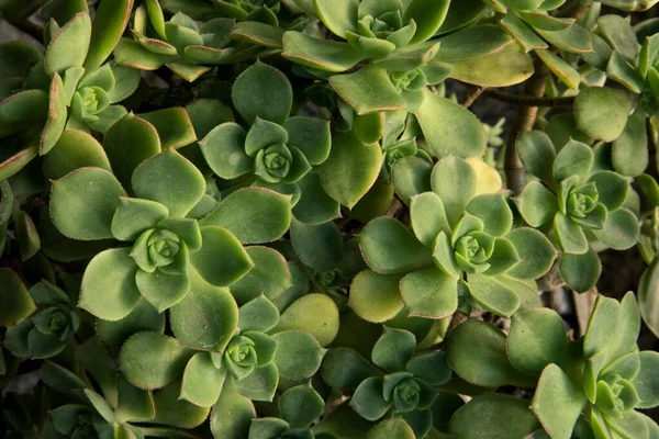 Doğal doku ve şablon. Sulu bitkiler. Aeonium haworthii 'nin yakın görüntüsü, fırıldak olarak da bilinir, güzel yeşil kolyeler ve yapraklar.. 