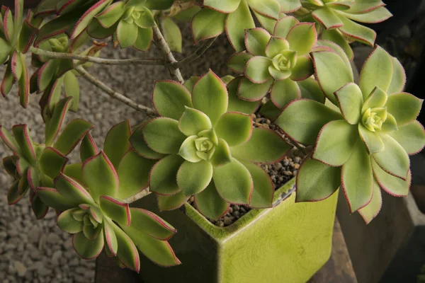 豊かな装飾植物 エオニウムHavaluiiキウイのクローズアップビューは 植物ポットで成長します ピンクのエッジを持つ緑の葉の美しいロゼット — ストック写真