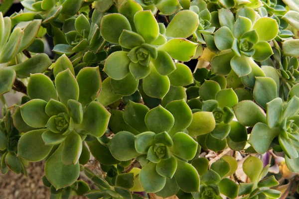 Naturlig Textur Och Mönster Suckulenta Växter Närbild Aeonium Haworthii Även — Stockfoto