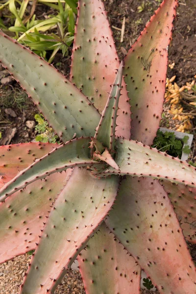 Plantas Esculturais Suculentas Vista Perto Ferox Aloe Também Conhecido Como — Fotografia de Stock