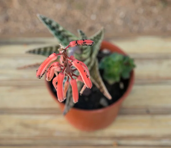 Egzotikus Kaktusz Aloe Variegata Más Néven Tiger Aloe Ritka Vörös — Stock Fotó
