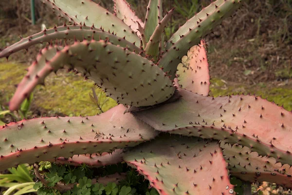 Plantas Suculentas Exóticas Vista Perto Ferox Aloe Também Conhecido Como — Fotografia de Stock