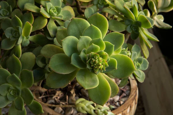 Экзотическая Флора Суккулентные Растения Крупный План Aeonium Haworthii Известный Pinwheel — стоковое фото