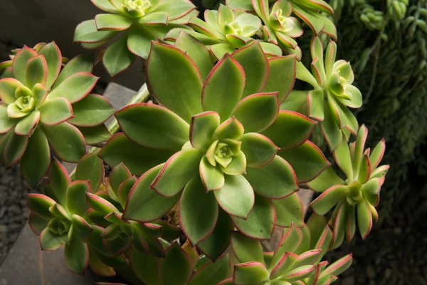 Stedelijke Tuin Sappige Planten Close Zicht Een Aeonium Haworthii Kiwi — Stockfoto