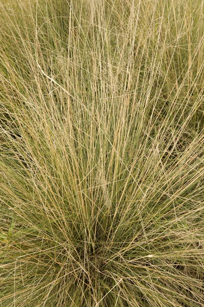 観賞用の草だ Muhlenbergia Capillarisの近くの景色 ヘアドンMuhlyとして知られています 庭で成長 — ストック写真