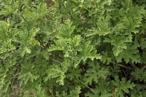 Pachnąca Flora Naturalna Faktura Wzór Widok Bliska Pelargonium Citronella Znany — Zdjęcie stockowe