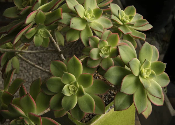 Суккулентные Растения Крупный План Aeonium Haworthii Kiwi Красивая Розетка Зеленых — стоковое фото