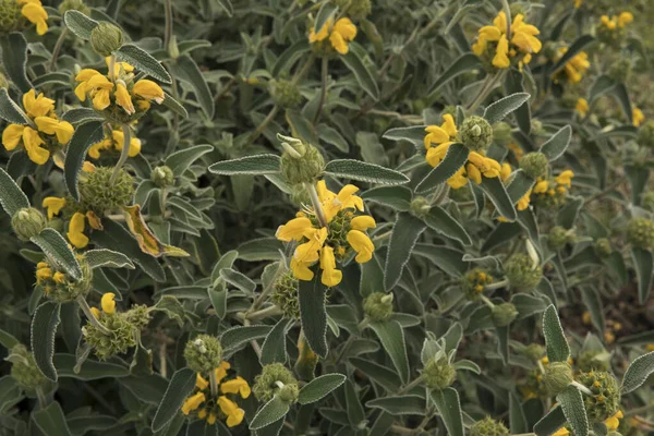 stock image Floral. Closeup shot of Phlomis fruticosa, also known as Jerusalem sage, beautiful green leaves and flowers of yellow petals spring blooming in the garden.