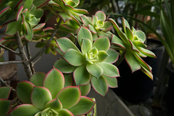 Szukkulens Növények Szoros Kilátás Egy Aeonium Haworthii Kiwi Gyönyörű Rozetta — Stock Fotó