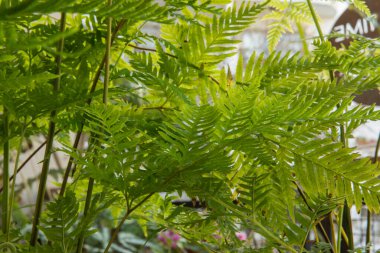 Egzotik bitki örtüsü. Doğal doku ve şablon. Pteris Tremula 'nın yakın görüntüsü, Avustralya fren eğreltiotu, güzel yeşil yapraklar ve yeşillik olarak da bilinir.. 