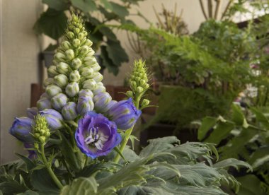 Çiçek. Larkspur olarak da bilinen güzel Delphinium 'un yakın görüntüsü, güzel beyaz çiçek tomurcukları ve bahçede açan mor çiçekler.. 