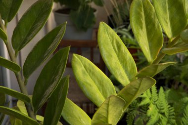 Egzotik bitki örtüsü. Zamioculcas zamiifolia 'nın yakın görüntüsü, aynı zamanda Zanzibar mücevheri, kök ve yeşil alt yaprak ve sinirler olarak da bilinir.. 