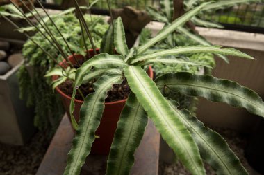 Egzotik eğrelti otuna odaklan. Beyaz Çizgili Girit Fren olarak da bilinen Pteris Cretica Albolineata 'nın yakından görünüşü, güzel yeşil ve beyaz yapraklar, şehir bahçesinde bir tencerede büyüyor..