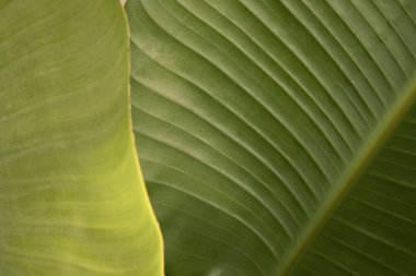 Tropik bitki örtüsü. Doğal doku ve şablon. Strelitzia nicolai 'nin yakın görüntüsü, aynı zamanda Dev Beyaz Cennet Kuşu ya da Vahşi Muz olarak da bilinir, güzel yeşil yaprak ve havalandırma sistemi..  