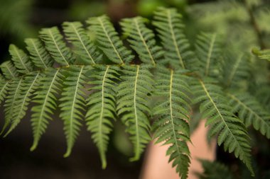 Flora. Avustralya ağaç eğreltiotu olarak da bilinen Cyathea Cooperi eğreltiotunun yakın görüntüsü, güzel yeşil yapraklar ve broşür dokusu ve deseni.