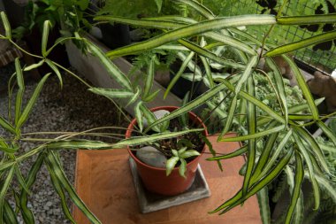 Egzotik eğreltiotları. Beyaz Çizgili Girit Fren olarak da bilinen Pteris Cretica Albolineata 'nın yakın görüntüsü, güzel yapraklar ve yapraklar, şehir bahçesinde bir tencerede büyüyor..
