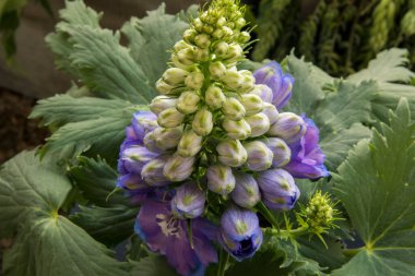 Çiçek. Larkspur olarak da bilinen güzel Delphinium 'un yakın görüntüsü, güzel beyaz çiçek tomurcukları ve bahçede açan mor çiçekler.. 