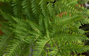 Egzotik bitki örtüsü. Doğal doku ve şablon. Pteris Tremula 'nın yakın görüntüsü, Avustralya fren eğreltiotu, güzel yeşil yapraklar ve yeşillik olarak da bilinir.. 