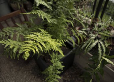 Peyzaj ve tasarım. Güzel eğreltiotu Pteris tremula, aynı zamanda sallanan fren, yeşil yapraklar ve yeşillikler olarak da bilinir, şehir bahçesinde yetişir..