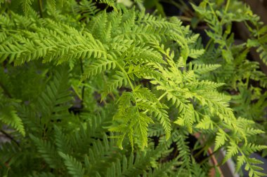 Egzotik bitki örtüsü. Doğal doku ve şablon. Pteris Tremula 'nın yakın görüntüsü, Avustralya fren eğreltiotu, güzel yeşil yapraklar ve yeşillik olarak da bilinir.. 