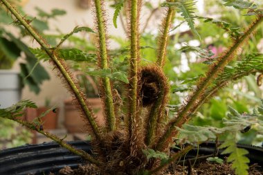 Flora. Ağaç eğreltiotu olarak da bilinen Cyathea Cooperi eğreltiotunun yakından görüntüsü. Kök pedalları ve kızıl tüylü yaprakları şehir bahçesindeki bir tencerede büyüyor..