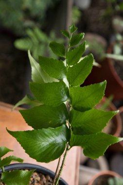 Botanik. Egzotik bitki örtüsü. Japon Holly Fern olarak da bilinen Cyrtomium falcatum eğreltiotunun yakın görüntüsü, parlak yeşil yapraklar.