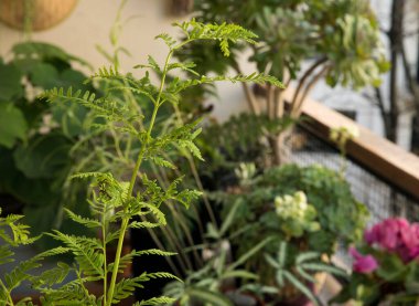 Egzotik bitki örtüsü. Doğal doku ve şablon. Pteris Tremula 'nın yakın görüntüsü, Avustralya fren eğreltiotu, güzel yeşil yapraklar ve yeşillik olarak da bilinir..