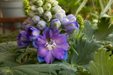 Çiçek. Larkspur olarak da bilinen güzel Delphinium 'un yakın görüntüsü, güzel beyaz çiçek tomurcukları ve bahçede açan mor çiçekler.. 