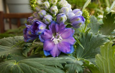 Çiçek. Larkspur olarak da bilinen güzel Delphinium 'un yakın görüntüsü, güzel beyaz çiçek tomurcukları ve bahçede açan mor çiçekler.. 